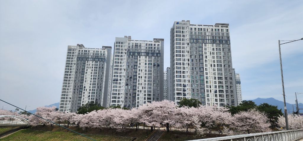 에일린의 뜰 벚꽃 전경1