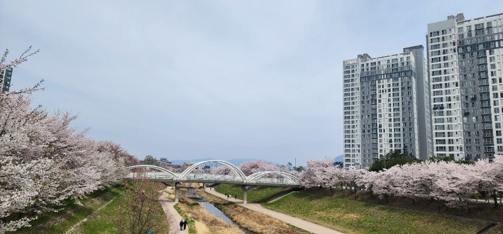 신평교·벚꽃길 전경