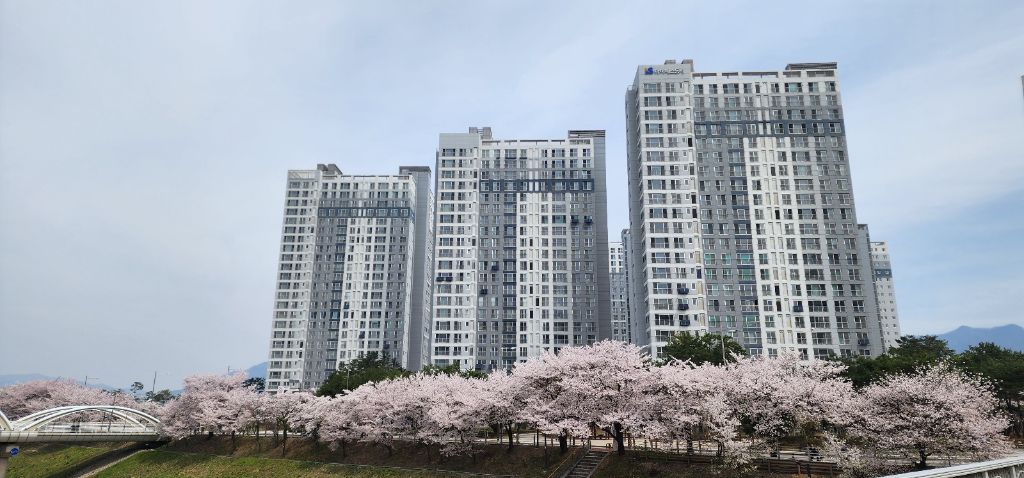 에일린의 뜰 벚꽃 전경2