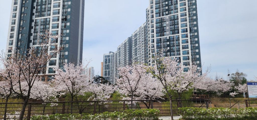 대명루체 벚꽃 전경1